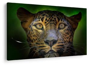 Kép - Leopárd portré, Sri Lanka (90x60 cm)