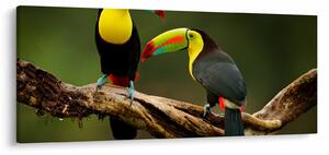 Ülő tukánok képe, Costa Rica (120x50 cm)