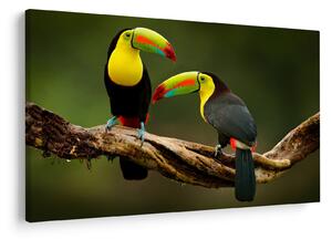 Ülő tukánok képe, Costa Rica (90x60 cm)