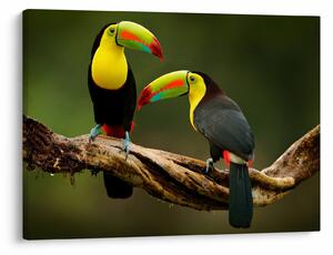 Ülő tukánok képe, Costa Rica (70x50 cm)