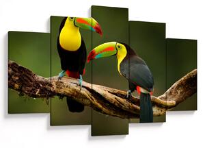 Ülő tukánok képe, Costa Rica (150x105 cm)