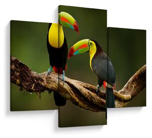 Ülő tukánok képe, Costa Rica (90x60 cm)