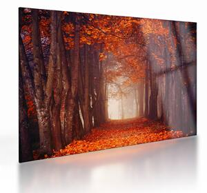 Kép - őszi erdő (üvegen) (70x50 cm)