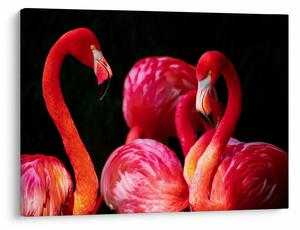 Vörös flamingók képe (70x50 cm)
