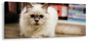 Fehér macska képe (120x50 cm)
