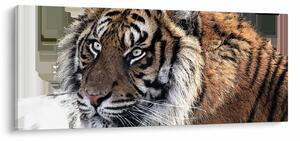 Tigris képe (120x50 cm)