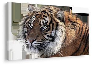 Tigris képe (90x60 cm)