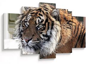 Tigris képe (150x105 cm)