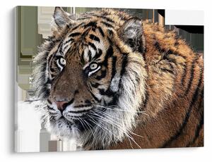 Tigris képe (70x50 cm)
