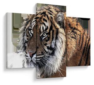 Tigris képe (90x60 cm)