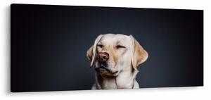 Labrador képe (120x50 cm)