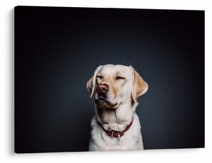 Labrador képe (70x50 cm)
