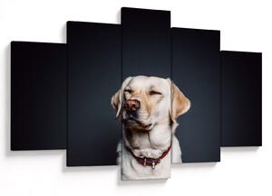 Labrador képe (150x105 cm)
