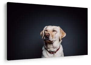 Labrador képe (90x60 cm)