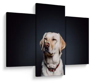 Labrador képe (90x60 cm)