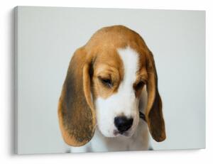 Beagle képe (70x50 cm)
