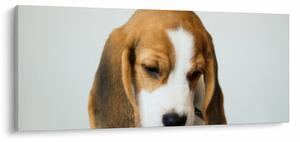 Beagle képe (120x50 cm)