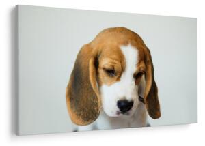 Beagle képe (90x60 cm)