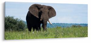 Egy elefánt képe (120x50 cm)