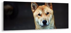 Kutya képe (120x50 cm)