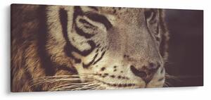 Tigris képe (120x50 cm)