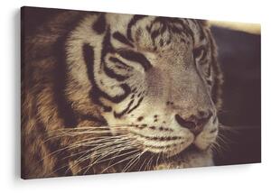 Tigris képe (90x60 cm)