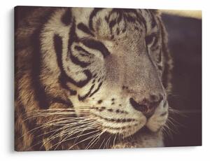 Tigris képe (70x50 cm)