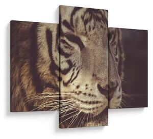 Tigris képe (90x60 cm)