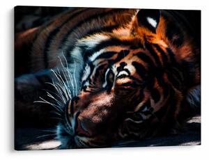 Egy fekvő tigris képe (70x50 cm)