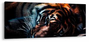 Egy fekvő tigris képe (120x50 cm)