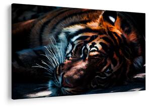 Egy fekvő tigris képe (90x60 cm)