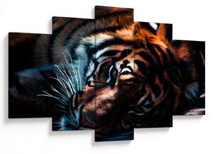 Egy fekvő tigris képe (150x105 cm)