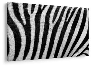 Kép egy zebra bőrről (90x60 cm)