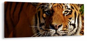 Tigris képe (120x50 cm)