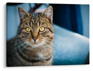Kép - Házimacska (70x50 cm)