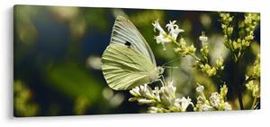 Pillangó képe (120x50 cm)