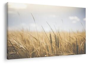 A gabona képe (90x60 cm)