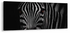 Zebra képe (120x50 cm)