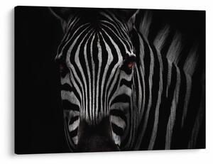Zebra képe (70x50 cm)