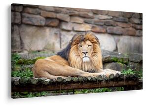 Oroszlán képe (90x60 cm)