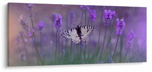 Kép - Pillangó a levendulán (120x50 cm)