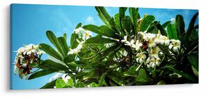 Kép - Plumeria (120x50 cm)