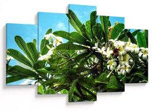 Kép - Plumeria (150x105 cm)