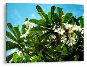 Kép - Plumeria (70x50 cm)