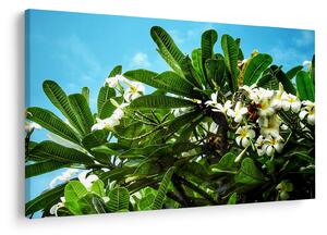 Kép - Plumeria (90x60 cm)