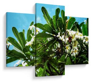 Kép - Plumeria (90x60 cm)