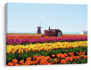 Tulipánfarm képe (70x50 cm)