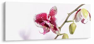 Orchidea virág képe (120x50 cm)