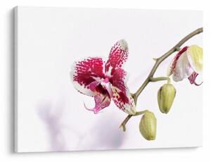 Orchidea virág képe (70x50 cm)