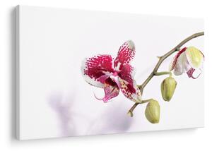 Orchidea virág képe (90x60 cm)